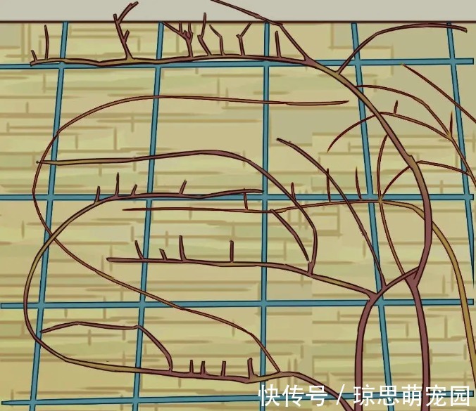 磷酸二氢钾|月季现在赶紧施肥，不然越长越差，上肥后月月开花