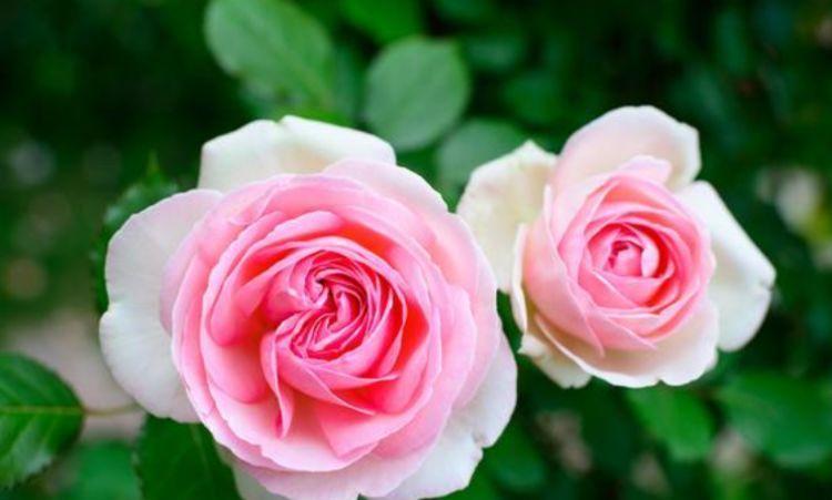 适合家养的几款花卉,便宜又好养,阳台变温馨花园