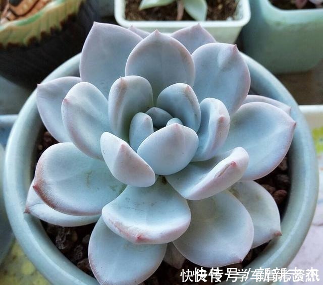 光照|养多肉常见的4个误区,养啥都不行,怪不得养不久!