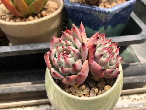 多肉怎么养才能迅速生长、晶莹剔透？