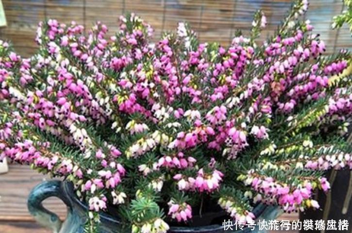 欧石南|5种花，爱花之人都抢着养，开花漂亮又好养，人见人爱