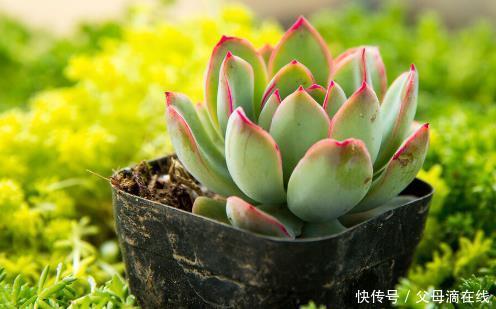 多肉春季生长速度快,学会这“4”点繁殖技巧,一株变百株