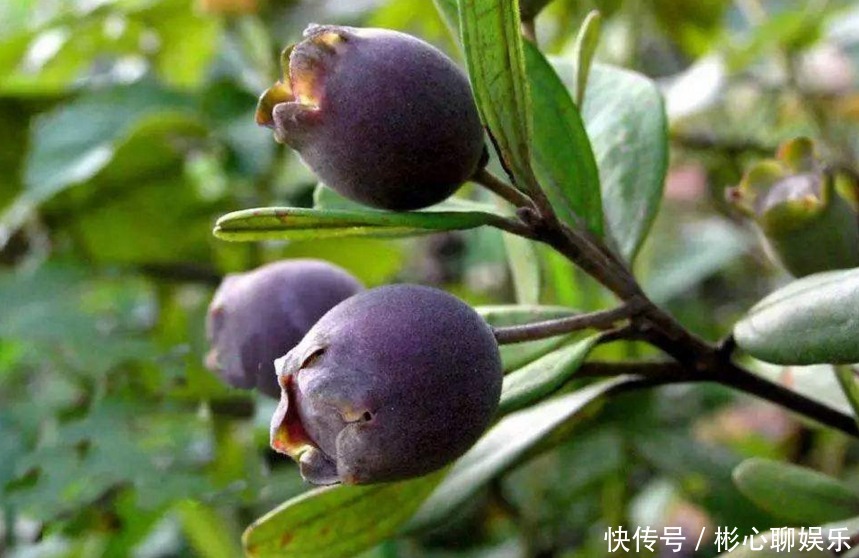 药剂|助阳补阴，明目壮肾的乌饭子，农民掌握种植要点，收获高产乌饭子