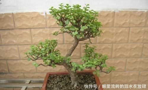 金枝玉叶长的“狂魔乱舞”，剪几刀，秒变“悬崖桩”，烂根也不怕！