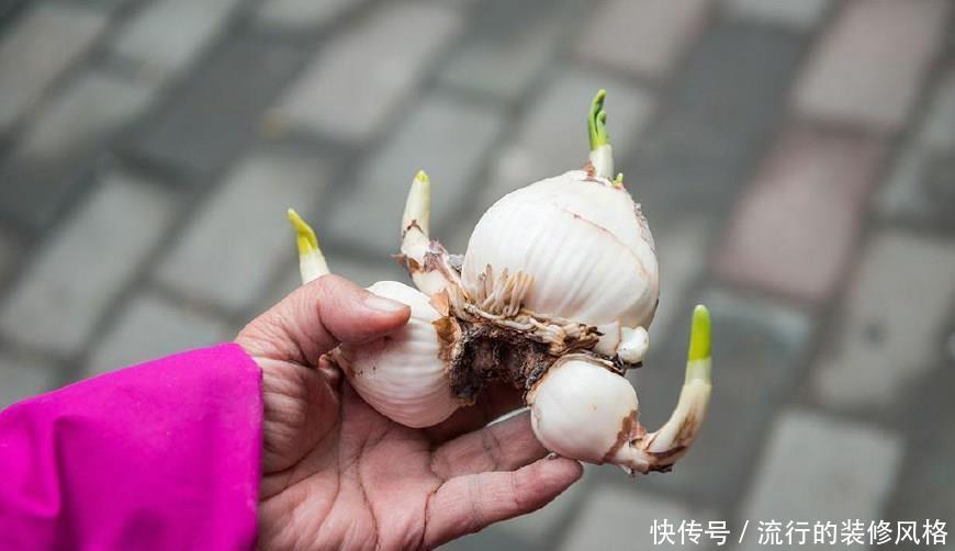 种球|水仙种球雕刻几刀,开出极品水仙花,惊爆眼球