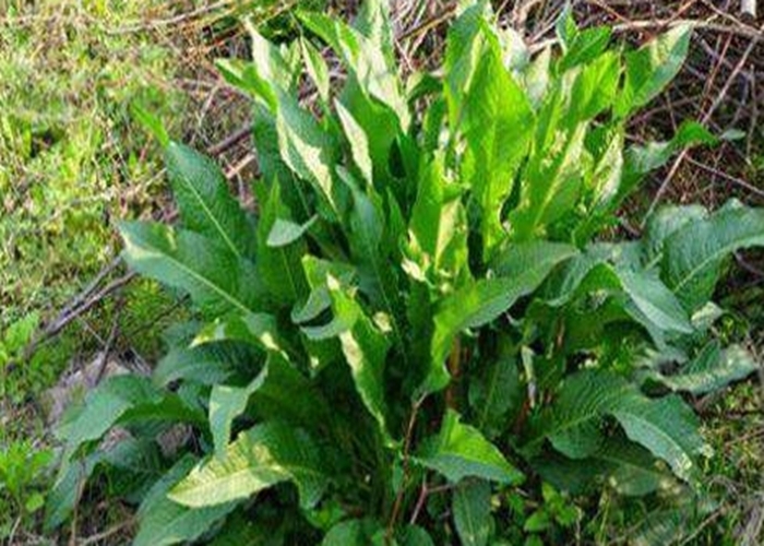 农村|农村随处可见的“牛舌头”，谁见谁厌烦，殊不知营养价值很高！