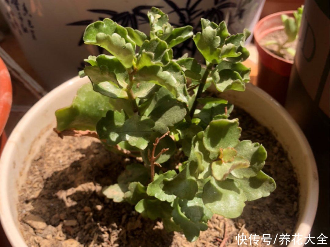月季|养花“黑名单”实在太难养，心累