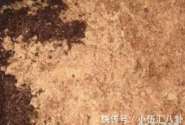 基质|君子兰不用买，一片叶子就能长出一整盆，生根快成活率高