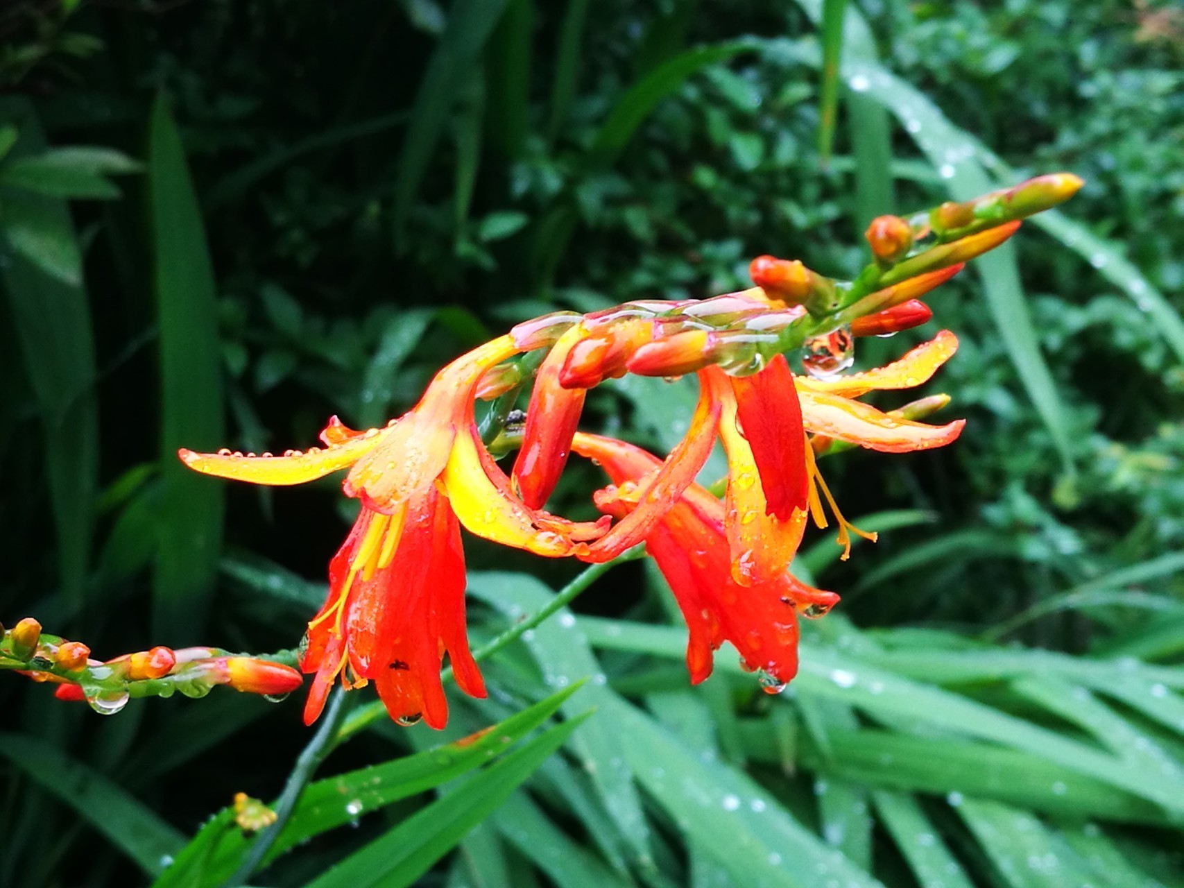 此花靓丽的颜色，就像是一个热情似火的姑娘，一直对你放着电眼