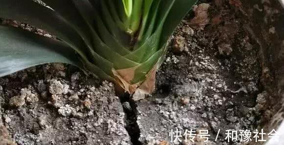 花盆中一旦发现“它”，别犹豫抓紧翻盆换土，否则花儿活不长久