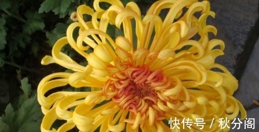 喜欢菊花都知道，不妨在家养盆“富贵菊”吧，花色鲜艳，寓意好