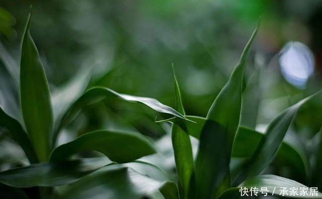 植株|3种耐晒的绿植盆栽，养在空调房，净化空气颜值高