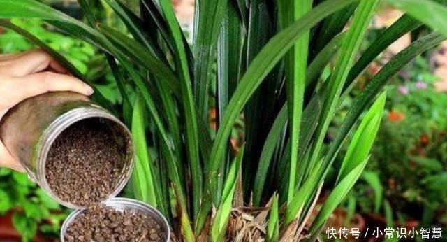 植株|在家制作营养土,加上3种“废弃物”,松软透气、营养成分多!