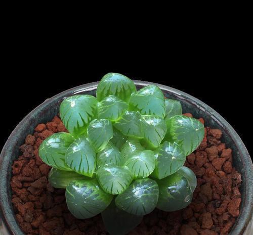 4种清新喜人的多肉植物,颜值高好养护,适合女生养!