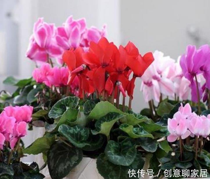 4种花养家里,看了就让人沉醉,年年开花不断,美!