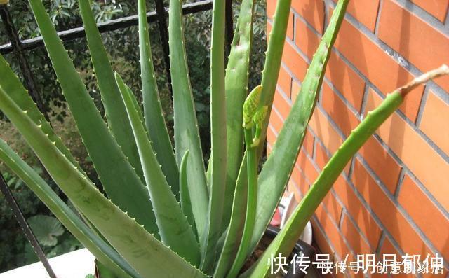 不管你养不养花，3种花，总要养1盆，能缓解疲劳，还能杀病菌