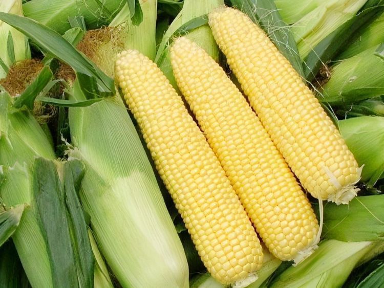 健康长寿|女性不愿老太快，要坚持吃3种食物，减肥瘦身，降压减脂，显年轻