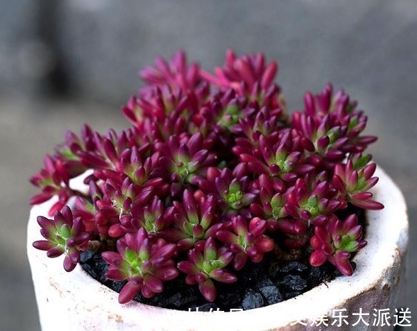 迷人|紫色好养活的多肉，外形漂亮迷人，掌握这些方法爆盆很常见