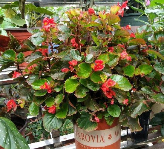 浇灌|淘米水浇花甭大意、随便!学会正确用法,养花才能盆盆长得旺