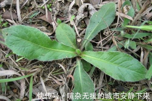 煲汤|它是口腔溃疡“特效药”,人称地胆草,路边到处是,需要请重视!