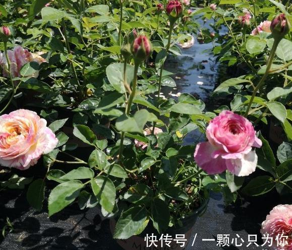 绿化带的月季没人管也开得很好,为啥自己家的月季就那么难养呢