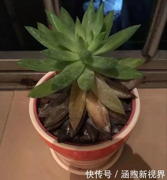 叶插|别人扔的多肉,他非要捡,最后照样也能养爆盆!