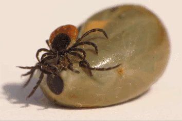 软蜱|紧急提醒!端午出行注意这种小虫