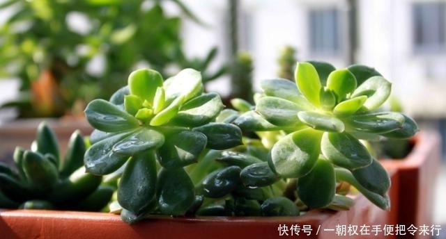  现象|冬季，多肉叶片干瘪？什么原因？摸清这些就有救了！