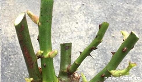 想让“月季”来年开花多12月就要“下功夫”,迟了来不及!