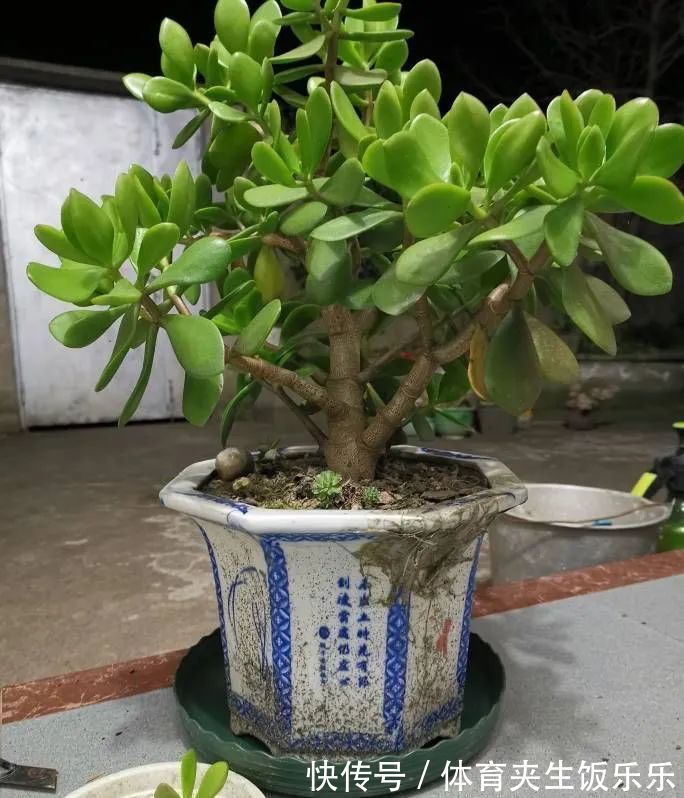 玉树如何修剪?轻松2步,养成枝繁叶茂的小树、枝壮叶绿又开花