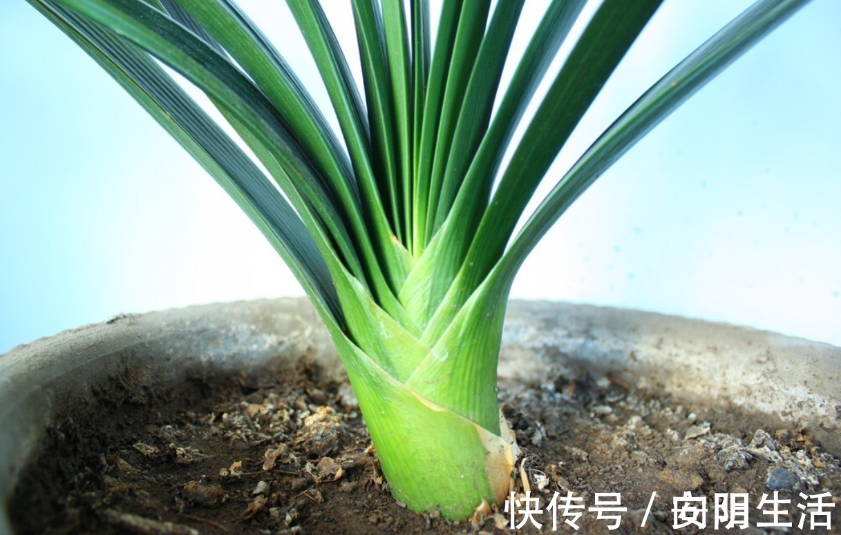 浇水|君子兰害怕五件事,新手经常犯,难怪越养越糟糕