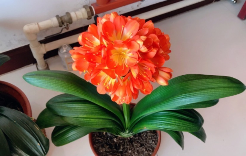 土壤|养不好君子兰有“5不”,新手照做任意一条,都会导致出问题