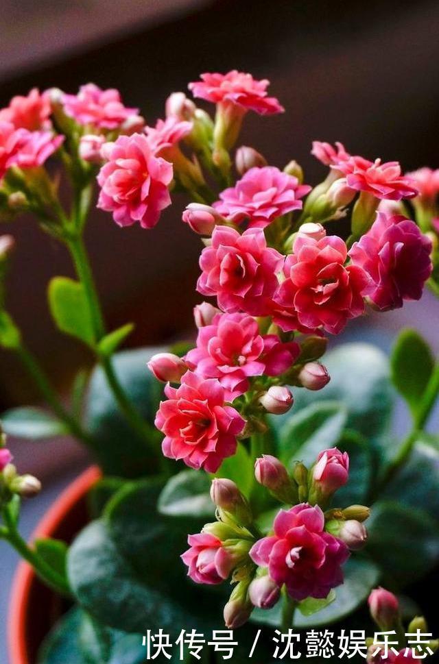 动作|夏天32度,长寿花进入休眠期,这个“动作”别做,安全度过休眠期