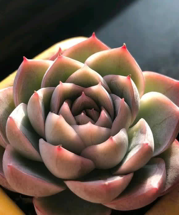 都说多肉不好养,其实很简单,多点耐心,少浇水,很容易活