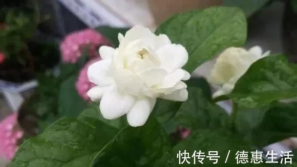 风信子|这16种花冬天越浇越死，3个月不管，反而长高个