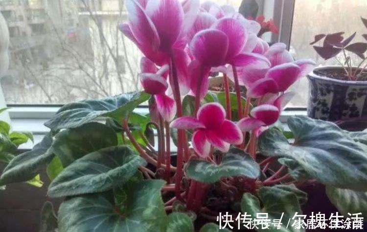 花香飘满屋|公认“最美”4种花,美不胜收,花香飘满屋,开花繁盛,很喜庆