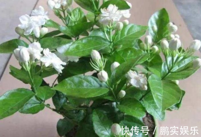 猪粪缸|适合夏季养的花，沾点水就疯长，开花勤还爱爆盆，美