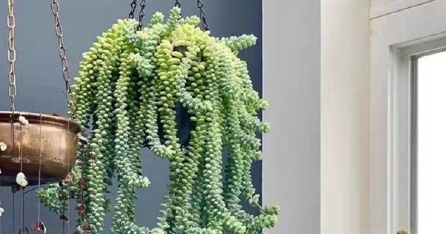 解析多肉养殖技巧:如何将玉缀“小苗”养成“瀑布”?