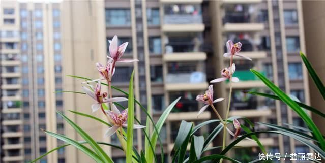 养兰花，注意这2点，兰花不烂根，不易腐，叶绿又亮，花朵呼呼开