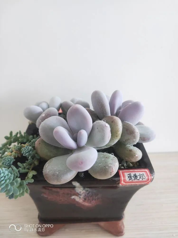 状态一般的多肉们,在我这儿已经是最美的存在了!