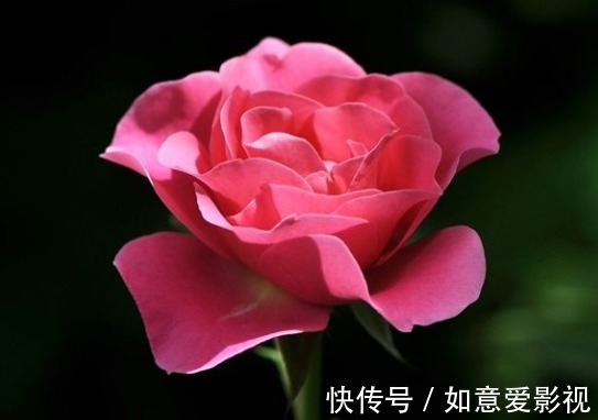 家养这4种花“好事不断”,寓意吉祥,添财增福,还能净化空气