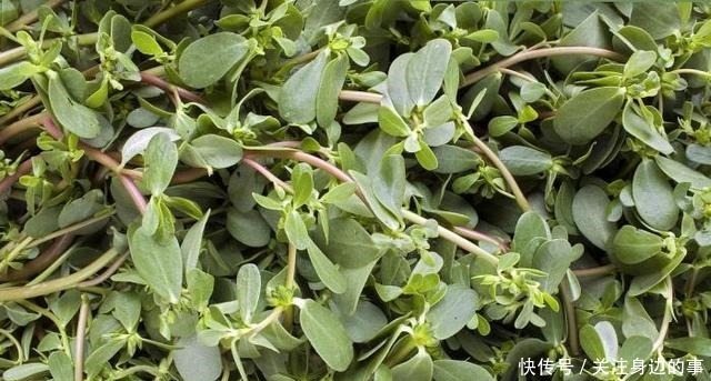 走进客家,吃遍美味客家菜,体会浓浓客家情