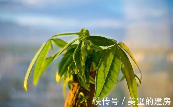 旱鸭子|5种“旱鸭子”花,容易被浇死,越不搭理长得越好,勤快人养不好