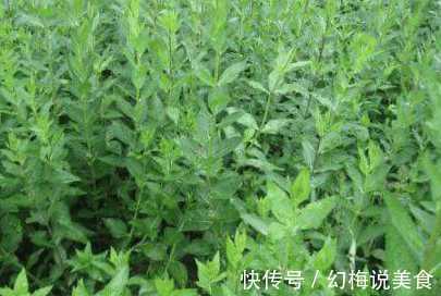 马兰头|冬季女性多吃野菜 具有凉血止血 利湿消肿之功效