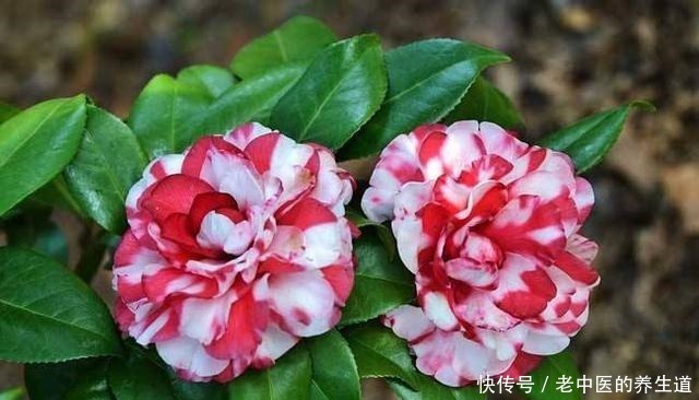 这2种花选个“枝条”,直接插盆里,养1盆活1盆,成功率真高!
