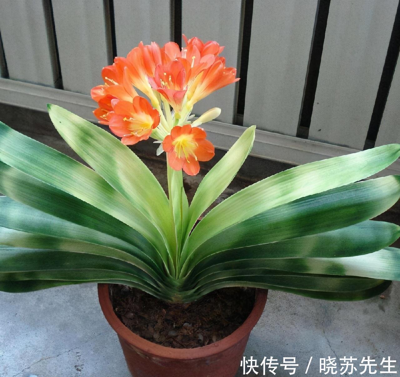 养了几年的君子兰不开花，还黄叶，其实简单，用上它花开叶绿