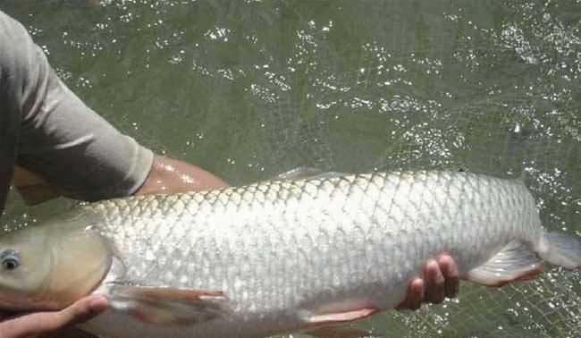 鱼群|“放长线钓大鱼”早落伍！老钓友都流行这样做，每天2小时就鱼获满满