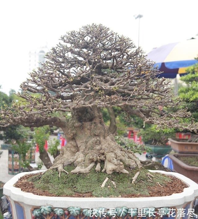 男子出售家中几代人培育的盆景树，要价153万希望找到好买家