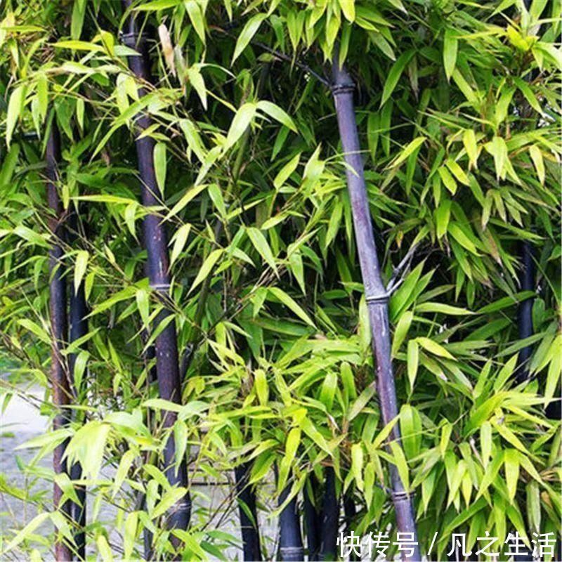 独活|它不仅是治狂犬病的佳药，还可治骨节痛知道的人不多