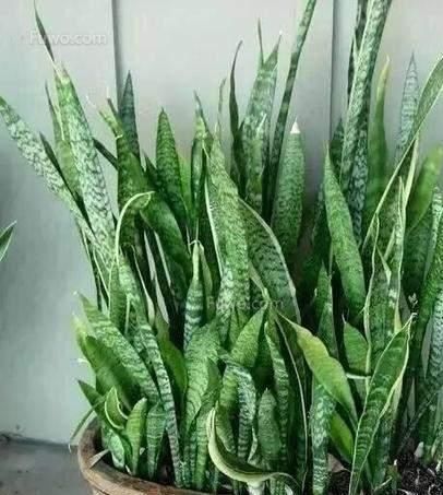 虎皮兰不冒芽?扒开土瞅一瞅,小芽一个个,长了一大盆